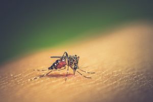 dengue em crianças (4) 3